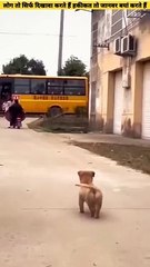 Dog -BabyPuppy Friendship Love React-तेरे जैसा यार कहां #shorts #insaniyat #dog #puppy #shortvideo