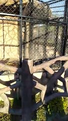 happy monkey happy baby #viral #trending #foryou #tiktok #delicious #gaming #reels