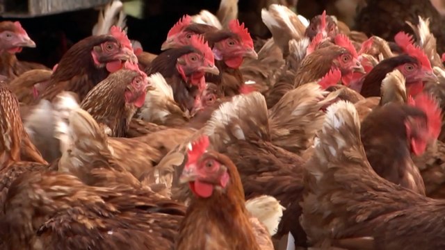 Woolworths impose egg limit as virus is detected in ACT