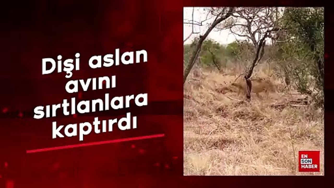 Dişi aslan avını sırtlanlara kaptırdı