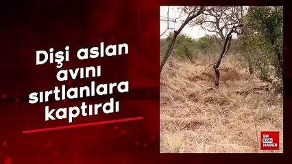 Dişi aslan avını sırtlanlara kaptırdı