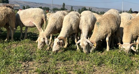 30 dekar maydanoz tarlasında koyunlar otluyor