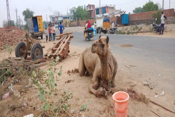 ऊंट गाड़ी को बेकाबू पिकअप ने मारी टक्कर, 1 मजदूर की मौत, तीन घायल