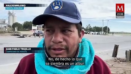 Crisis agrícola en Perote, Veracruz, campesinos culpan a granjas porcícolas por falta de lluvias