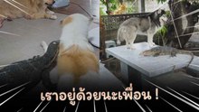โมเมนต์หาดูยาก ! ตัวเงินตัวทองสุดชิลนอนคลอเคลียกับเจ้าตูบ