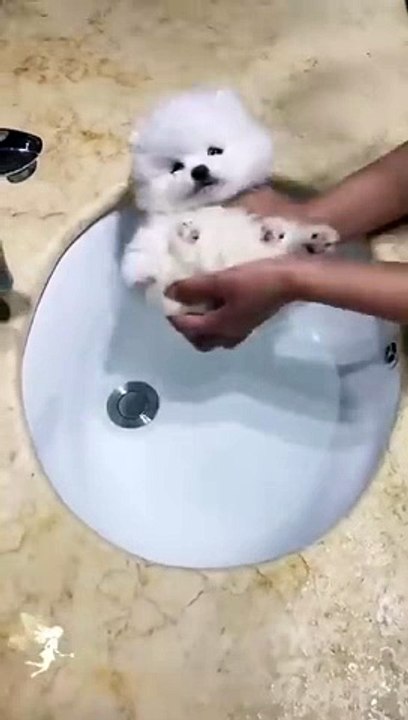 Cute Teacup Puppy Bathing and Grooming _ Pet lovers(360P)