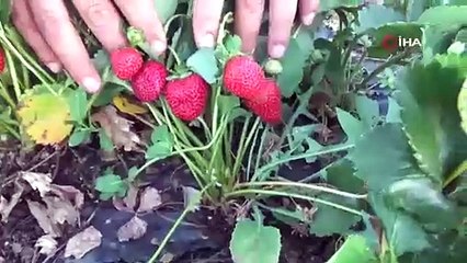 Alternatif olsun diye başladılar, şimdi yüzlerce aileye gelir kapısı oldu