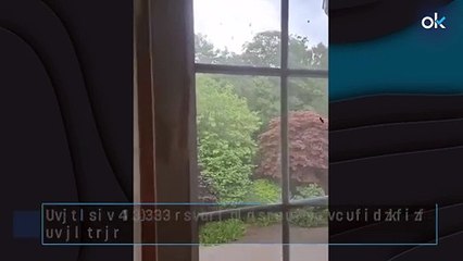 ¡Increíble! 180,000 abejas invaden el dormitorio de una casa 🐝