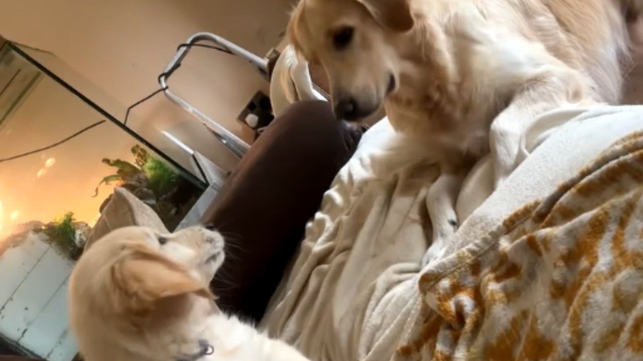 Mother dog shares a tender moment with her playful pup