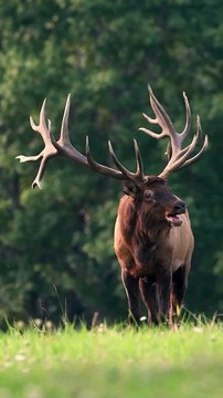 Loffar Hub Photography - These 2 bull elk are easily still the largest bulls I have ever seen. Had the privilege to watch them fight each other a few times during the rut(HD)