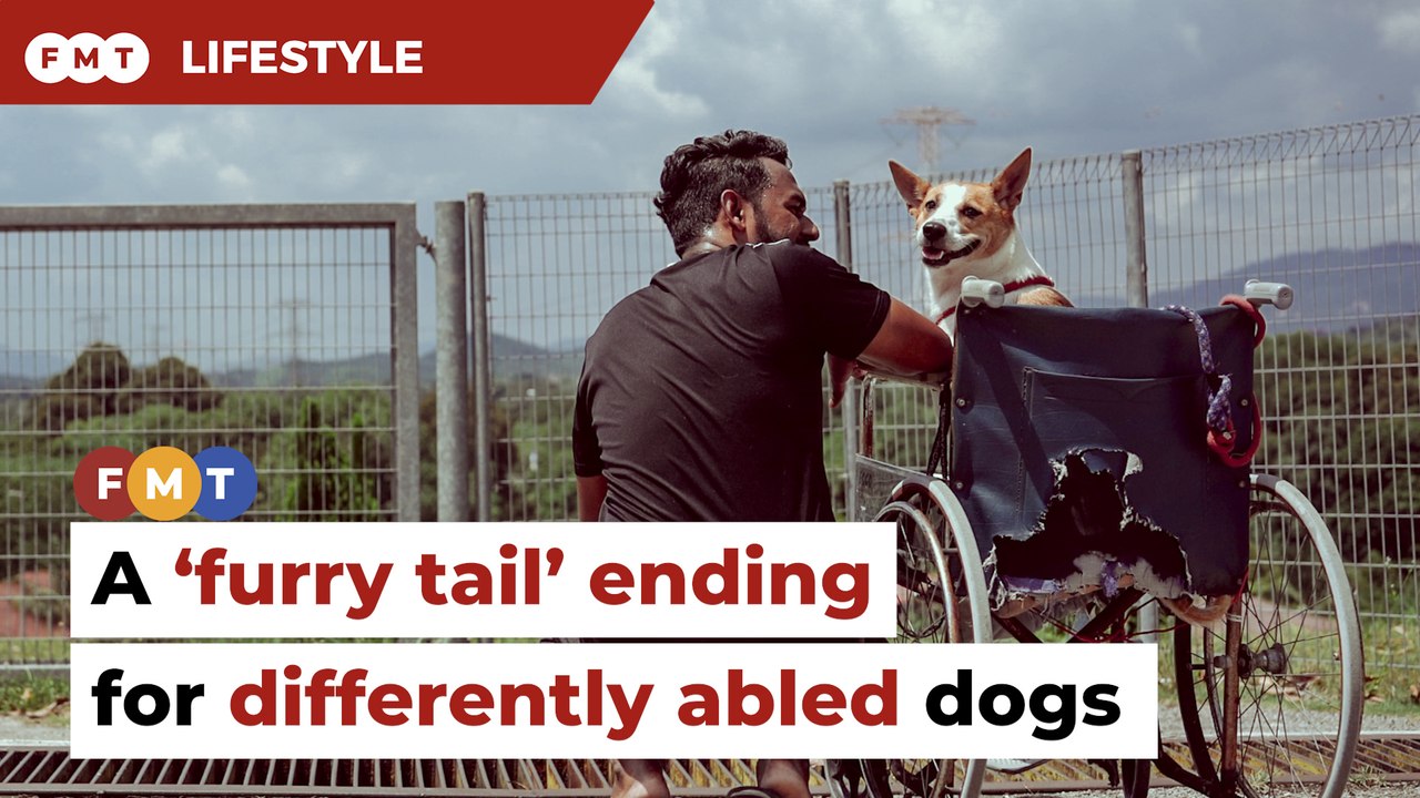 A second chance for differently abled dogs