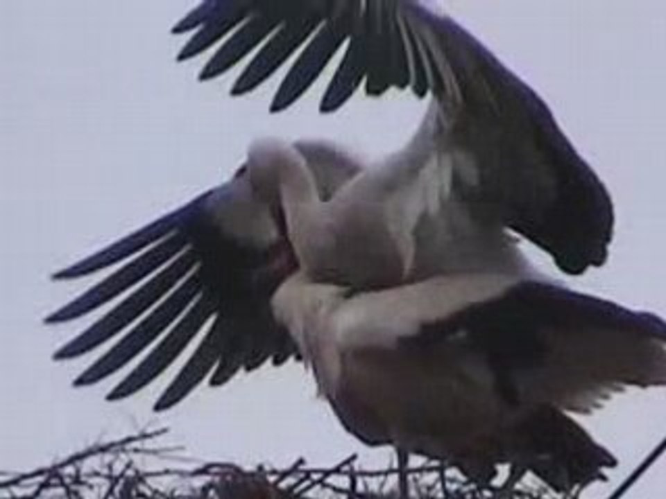 Cigognes - Accouplement