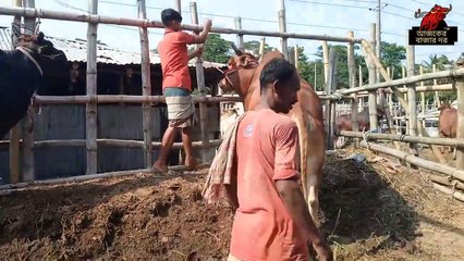 কোরবানির ঈদকে সামনে রেখে সরকার হাটের বড় গরুর কালেকশন। বেড়েছে ক্রেতার সংখ্যা। হাটে উঠছে বড় বড় গরু।