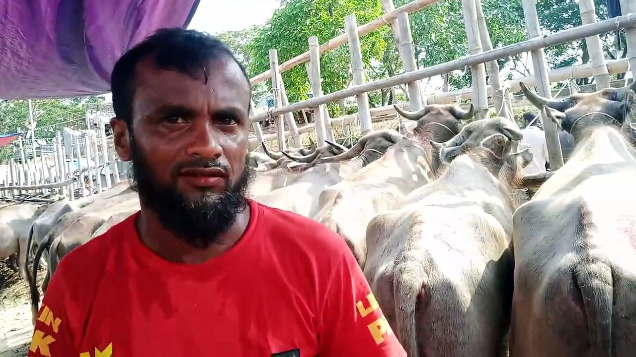 মহিষের আজকের বাজার দর। সরকার হাট মহিষের বাজার।ভাল জাতের মহিষ পাবেন কম দামে।