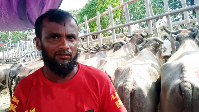 মহিষের আজকের বাজার দর। সরকার হাট মহিষের বাজার।ভাল জাতের মহিষ পাবেন কম দামে।