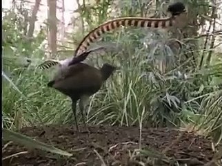 VID-20240627-WA0258