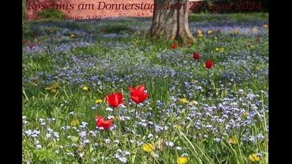 Rosenius am Donnerstag, dem 27. Juni 2024 zu Römer 3,22