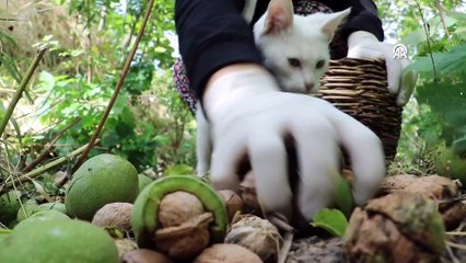 Van'da ceviz kabuğundan aktif karbon üretimi yapıldı video