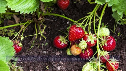 Ceny truskawek na finiszu sezonu