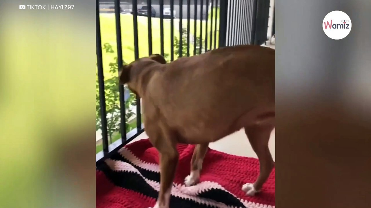 Ce chien découvre le jardin pour la première fois : sa réaction captive 13M d'internautes (vidéo)
