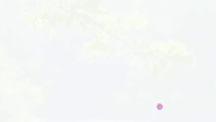 "Nature's Winged Wonders: The Birds of Our World"