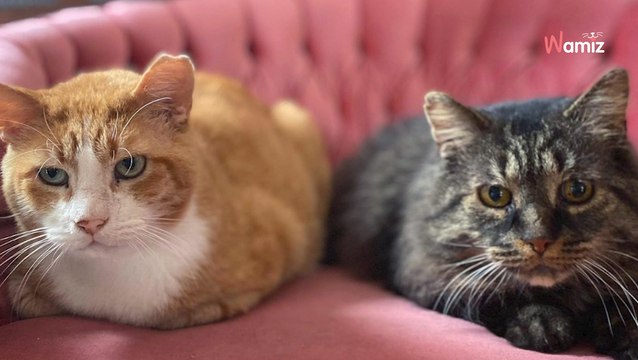 Deux chats sont sauvés de la rue : leur amitié réchauffe le coeur des bénévoles