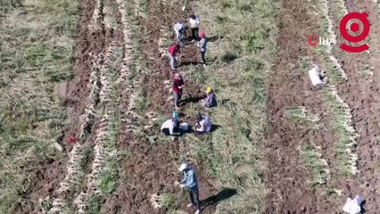 AB tescillemişti: Dünyaca ünlü ürünün hasadı başladı