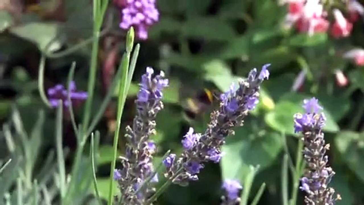 video demo formacion UAT MARCA