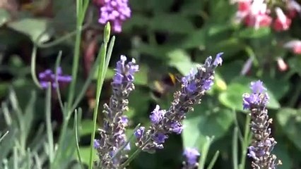 video demo formacion UAT MARCA