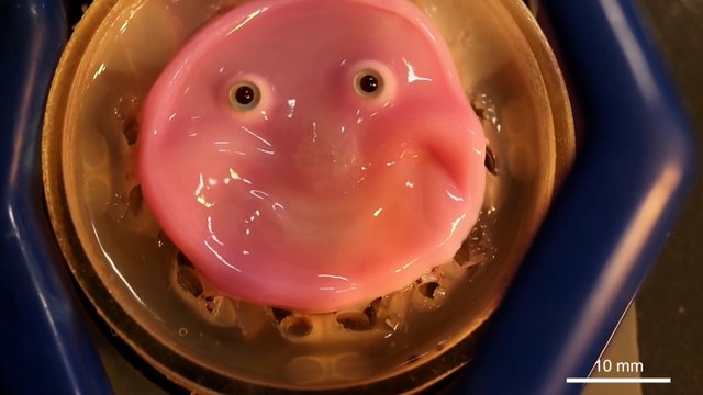 Científicos japoneses desarrollan un robot facial con piel 'viva' hecha de células humanas