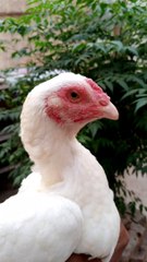 Paper White Heera Aseel Madi Forsale