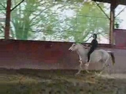 Saut / sans selle ni filet