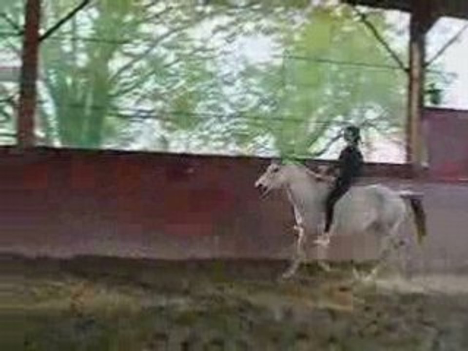 Saut / sans selle ni filet