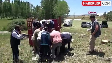 7 saatlik film gibi kovalamaca! Ahırdan kaçan Anguslar köylüleri perişan etti