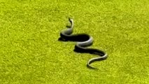 Golfer's shock after spotting snake slithering across the green on UK course
