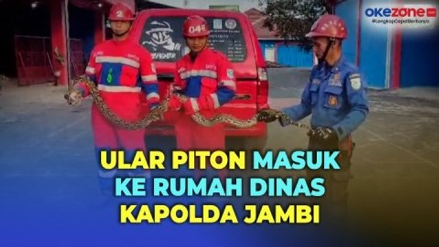 Ular Piton Masuk ke Rumah Dinas Kapolda Jambi, Evakuasi Berjalan Dramatis