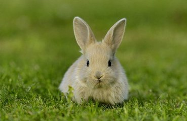 Rabbits get high after eating lettuce