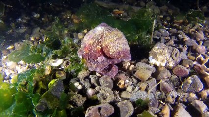 Ocean Animals 4k | Sea Animals Life | Underwater Animals