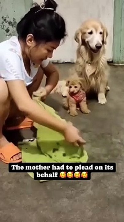 Bewah Emilien - Mother_s love and protection. ❤️❤️❤️ ___dog _viralvideos _fyp _reels _viral _motherslove _puppy(HD)