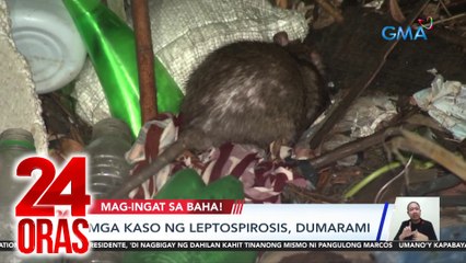 Mga kaso ng leptospirosis, dumarami | 24 Oras