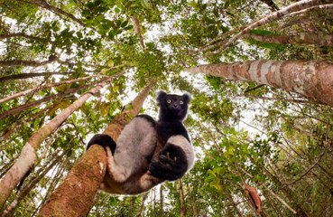 Singing lemurs could show how humans evolved to create music
