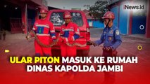 Ngeri, Ular Piton Sepanjang 2 Meter Masuk ke Rumah Dinas Kapolda Jambi