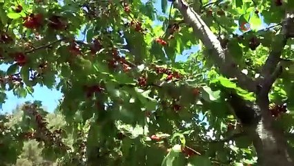 Bilecik'te hasadı başladı, toplama telaşı yaşanıyor: Tarlada kilosu 50 TL!