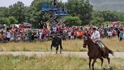 Un novillo coge a un hombre en la Saca