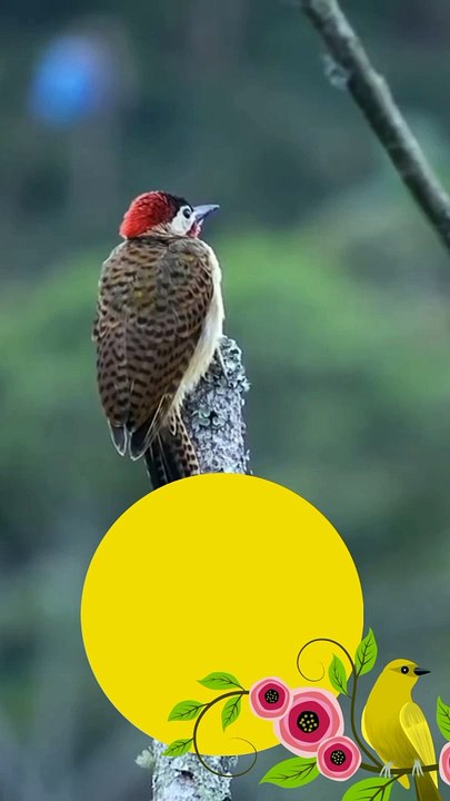 Birds,#sparrows,#Animals