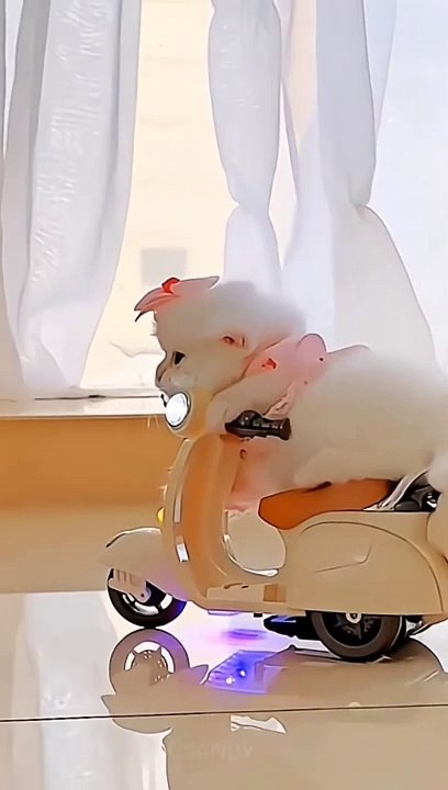 Funny cat