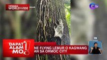 Philippine flying lemur o kagwang, nakita sa Ormoc City | Dapat Alam Mo!
