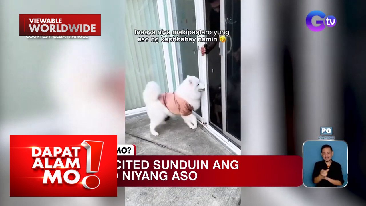 Aso, excited na sunduin ang kanyang kalarong aso! | Dapat Alam Mo ...