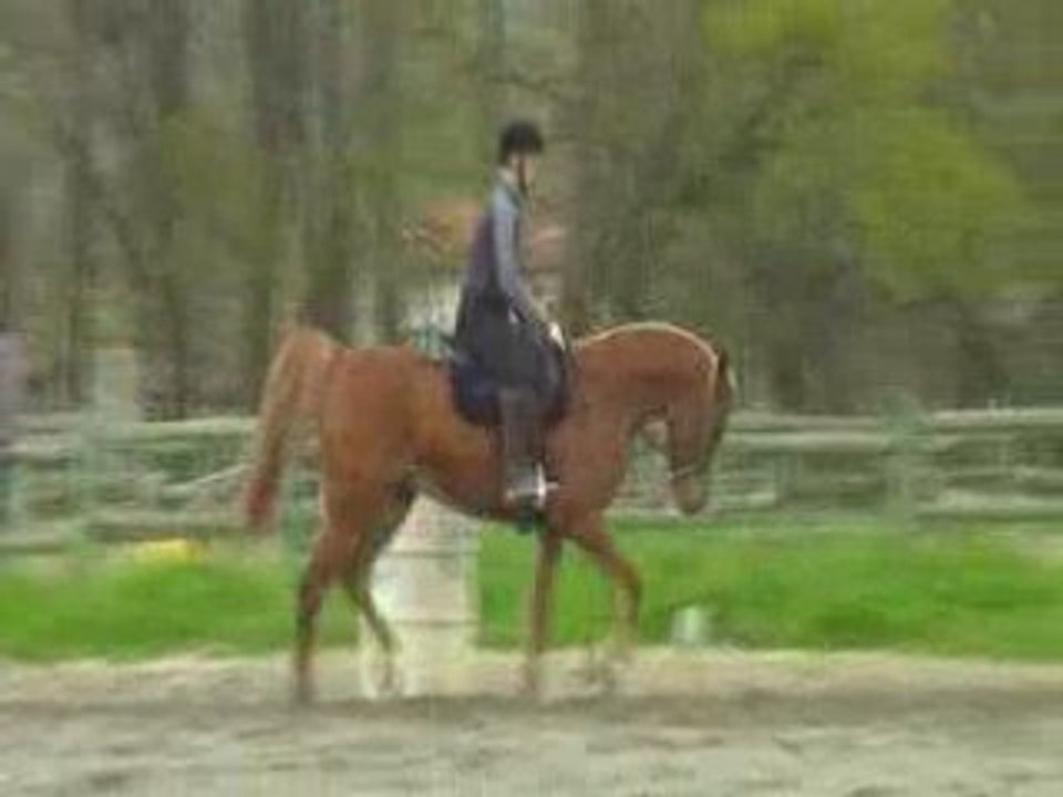 Les confirmés au dressage