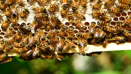 Las Abejas en Peligro por los efectos de la crisis Climática